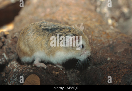 Roborovskii's hamster or desert hamster (Phodopus roborovskii), sitting on a stone, lateral Stock Photo