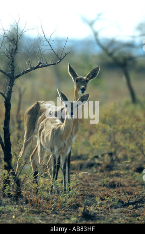 mountain reedbuck (Redunca fulvorufula), couple, South Africa, Kruger NP Stock Photo