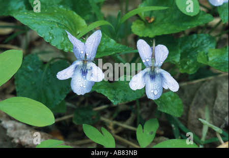 marsh violet (Viola palustris), two blossoms, Hungary, Neusiedler See Stock Photo
