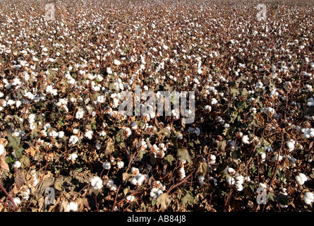 cotton (Gossypium barbadense), field, USA, California Stock Photo