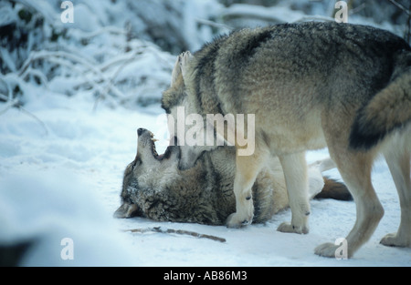 European gray wolf (Canis lupus lupus), dominance behaviour in snow, Germany, Saarland, Merzig Stock Photo