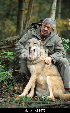 European gray wolf (Canis lupus lupus), single animal; exchange of tenderness with Werner Freund, Germany, Saarland, Merzig Stock Photo
