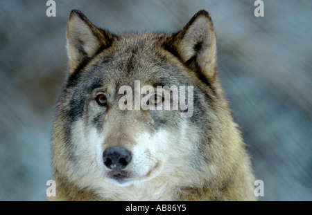 European gray wolf (Canis lupus lupus), Germany, Saarland, Merzig Stock Photo