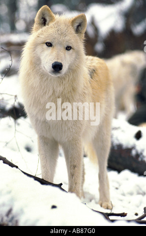 arctic wolf, tundra wolf (Canis lupus albus), in snow, Germany, Saarland, Merzig Stock Photo