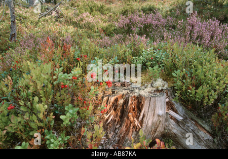 cowberry, foxberry, lingonberry, mountain cranberry (Vaccinium vitis-idaea), in heath landscape Stock Photo