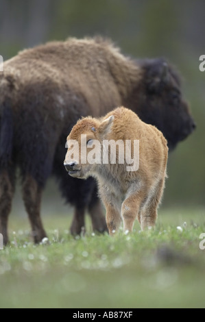 American bison, buffalo (Bison bison), calf with mother, USA Stock Photo