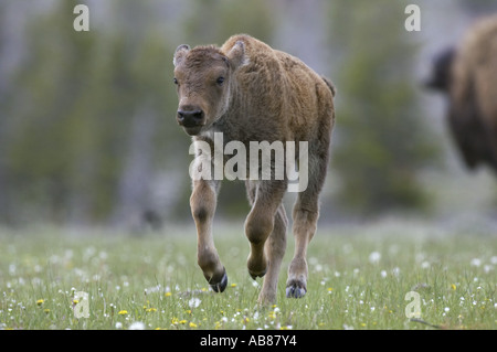 American bison, buffalo (Bison bison), calf running on meadow, USA Stock Photo