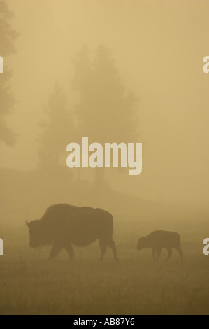 American bison, buffalo (Bison bison), mother and calf wandering through meadow on misty dawn, USA Stock Photo