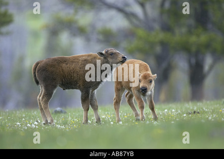 American bison, buffalo (Bison bison), calves frolicking in meadow, USA Stock Photo
