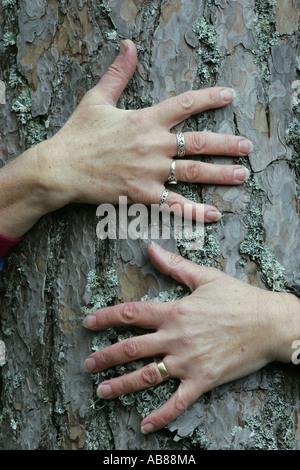 Arms wrapped around trunk of scots pine trunk, United Kingdom, Scotland Stock Photo