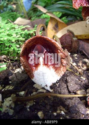 Tree Aristolochia (Aristolochia arborea), flower with a mushroom dummy Stock Photo