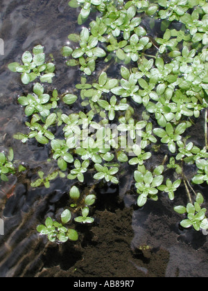 common water-starwort, European water-starwort (Callitriche palustris agg.), plant flooding Stock Photo