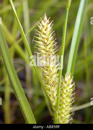 bladder-sedge, inflated sedge (Carex vesicaria), spike Stock Photo