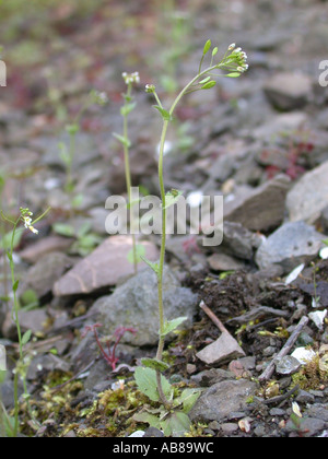 wall whitlow-grass (Draba muralis), plant on gravelly ground Stock Photo