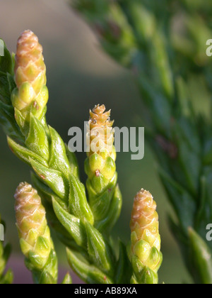 young cones, pollination drops Taiwania cryptomerioides Stock Photo