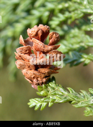 mature cone of Taiwania cryptomerioides Stock Photo