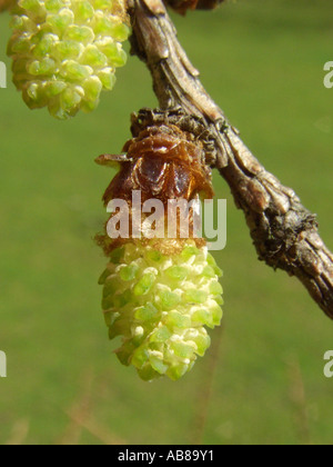 Japanese larch (Larix kaempferi), male inflorescences Stock Photo