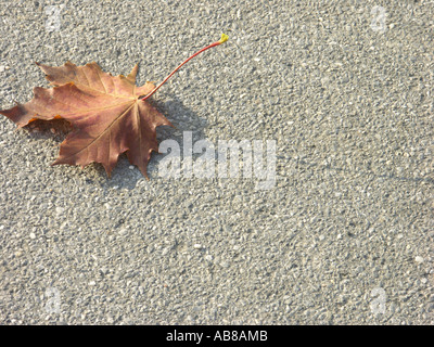 maple leaf in autumn colour lying on floor Stock Photo