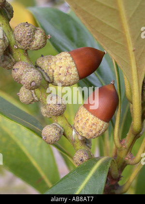 Japanese Tanbark Oak (Lithocarpus edulis), fruits, acorns Stock Photo
