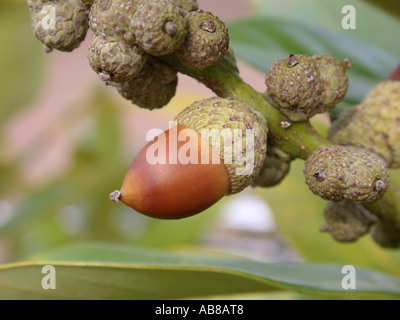 Japanese Tanbark Oak (Lithocarpus edulis), fruit, acorn Stock Photo