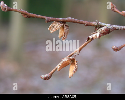 Roble, Roble Beech (Nothofagus obliqua), twigs with empty cupules Stock Photo