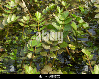 lesser water-parsnip, wild parsnip (Berula erecta), springshoot in a ditch Stock Photo