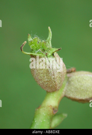 shag-bark hickory, shagbark hickory (Carya ovata), female flower Stock Photo