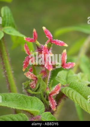 Japanese Walnut (Juglans ailantifolia), female inforescence Stock Photo