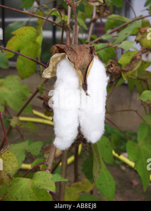 cotton (Gossypium barbadense), ripe fruits with white fibres Stock Photo