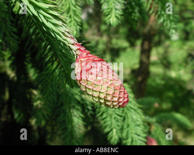 Norway spruce (Picea abies), cv. Acrocona: cone Stock Photo