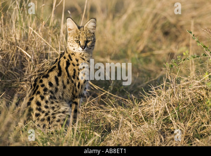 serval (Leptailurus serval, Felis serval), sitting on meadow, Kenya Stock Photo