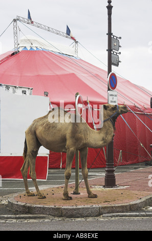 dromedary, one-humped camel (Camelus dromedarius), tied up in front of a circus tent, France Stock Photo