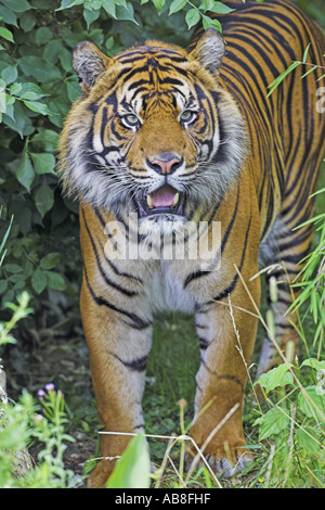 Sumatran tiger (Panthera tigris sumatrae), standing in bushes, Germany Stock Photo
