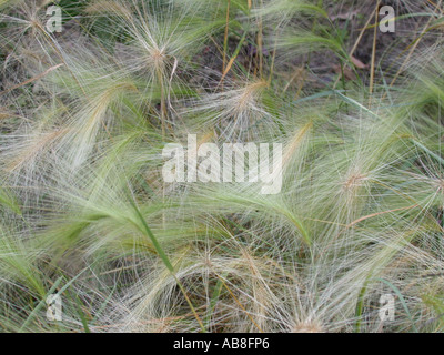 wild barley, foxtail barley, squirrel-tail grass (Hordeum jubatum), blooming plants Stock Photo