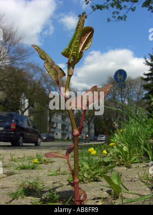 Japanese Knotweed (Fallopia japonica (Reynoutria japonica)), young shoot on a pavement with a car in the background