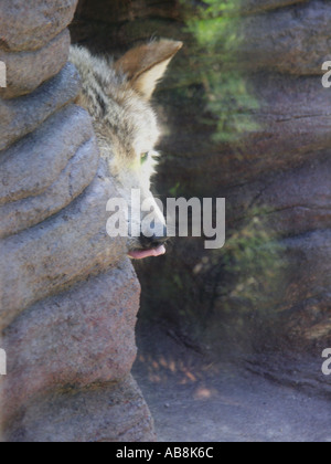 Gray Wolf Hiding in Cave Entrance Stock Photo