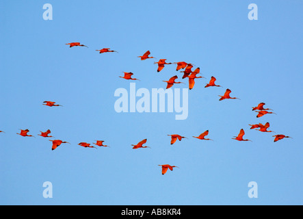 West Indies Trinidad Caroni Bird Sanctuary Flock of Scarlett Ibis flying across blue sky Stock Photo