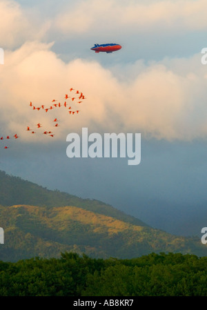 West Indies Trinidad Caroni Bird Sanctuary Scarlett Ibis in evening flight with a dirigible flying above at sunset Stock Photo