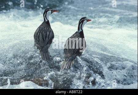 Male Torrent ducks resting on boulders in mid river Stock Photo