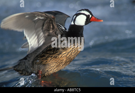 Male Torrent duck stretching wings standing on submerged boulder in mid river Stock Photo