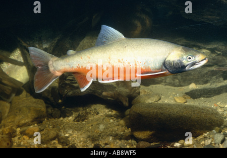 char, charr, Arctic char, Arctic charr (Salvelinus alpinus), adult in nuptial colouration, Germany, Bavaria, Chiemsee Stock Photo