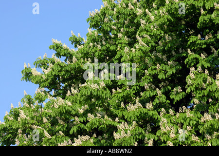 Horse Chestnut tree in bloom against blue sky Stock Photo