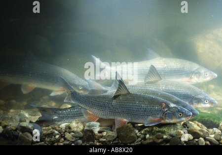 nase (Chondrostoma nasus), spawning shoal, Germany, Bavaria, Inn, Apr 04. Stock Photo