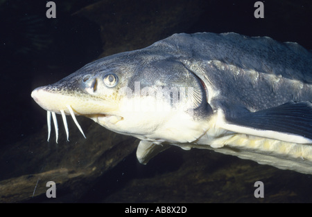 Danube sturgeon, Russian sturgeon, osetr (Acipenser gueldenstaedti), portrait, close up. Stock Photo