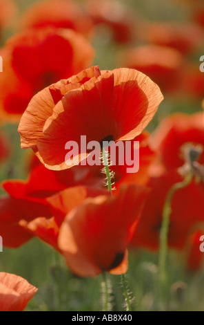 common poppy, corn poppy, red poppy (Papaver rhoeas), single blossom with poppy field behind, back light, Croatia, Istria, Croa Stock Photo