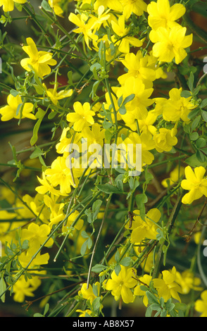 primrose jasmine, Japanese jasmine (Jasminum mesnyi), blooming Stock Photo