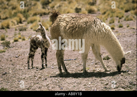 llama (Lama glama), grazing Llama with young stock, Chile, Region II, Salar de Atacama, Mrz 05. Stock Photo