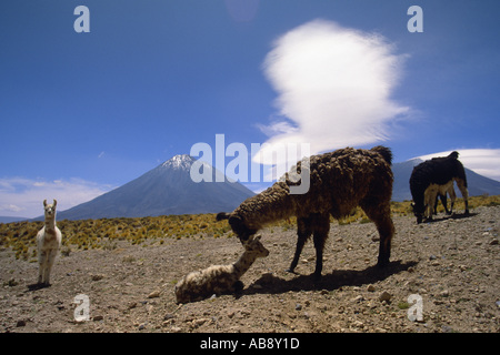 llama (Lama glama), grazing Llama with young, with stratovulcano behind, Chile, Region II, Salar de Atacama, Mrz 05. Stock Photo