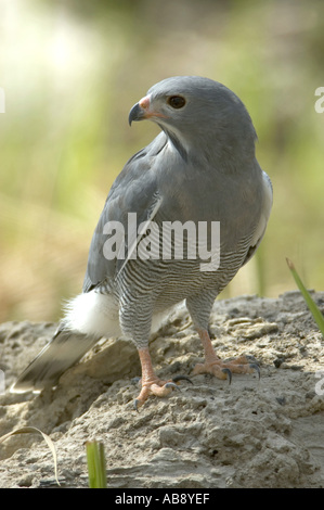 lizzard buzzard (Kaupifalco monogrammicus), standing on tree trunk, Senegal, Casamance, Dez 04. Stock Photo