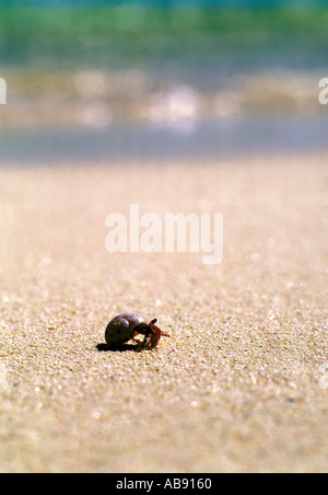 Crab on beach Stock Photo